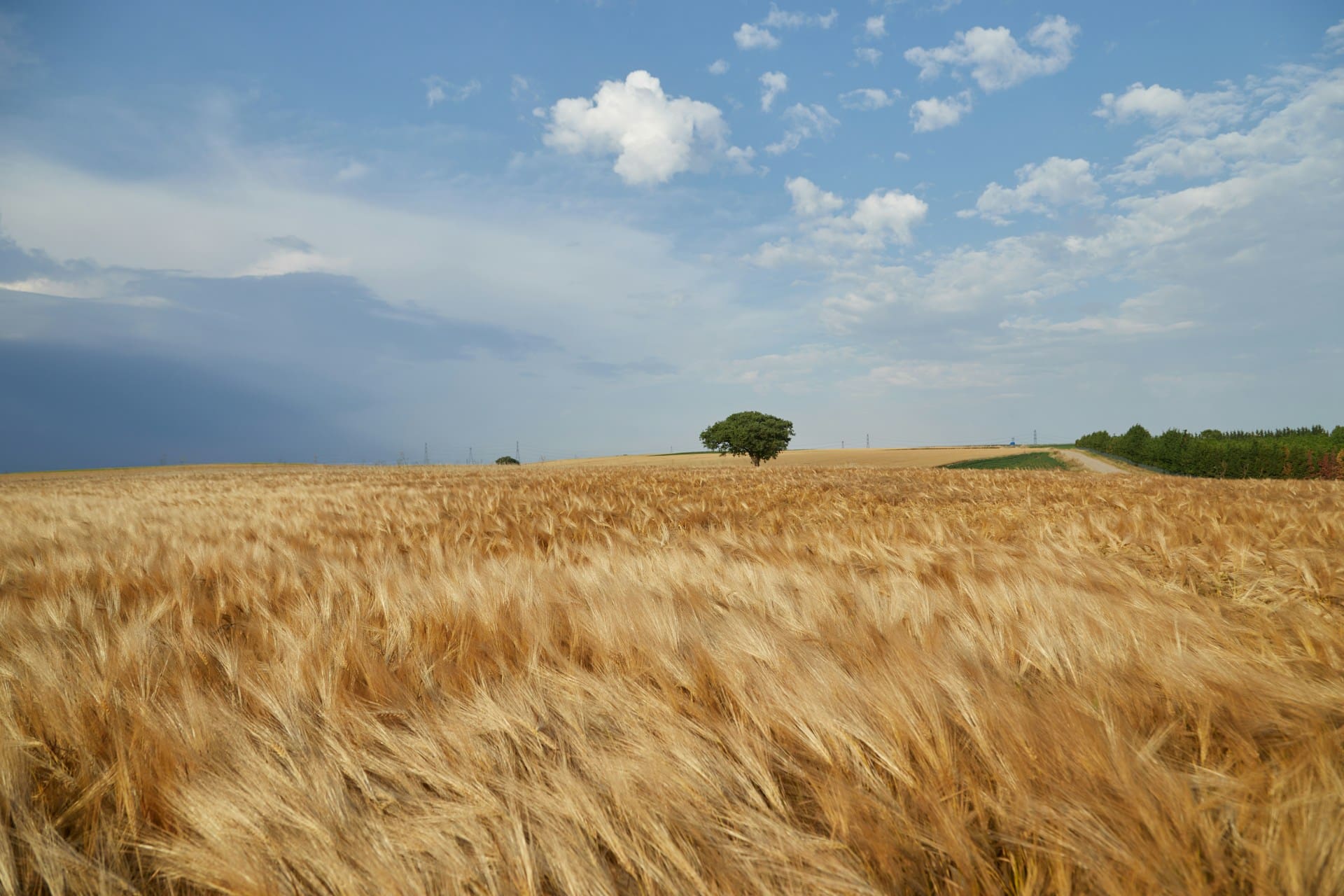 The Swartland in Focus